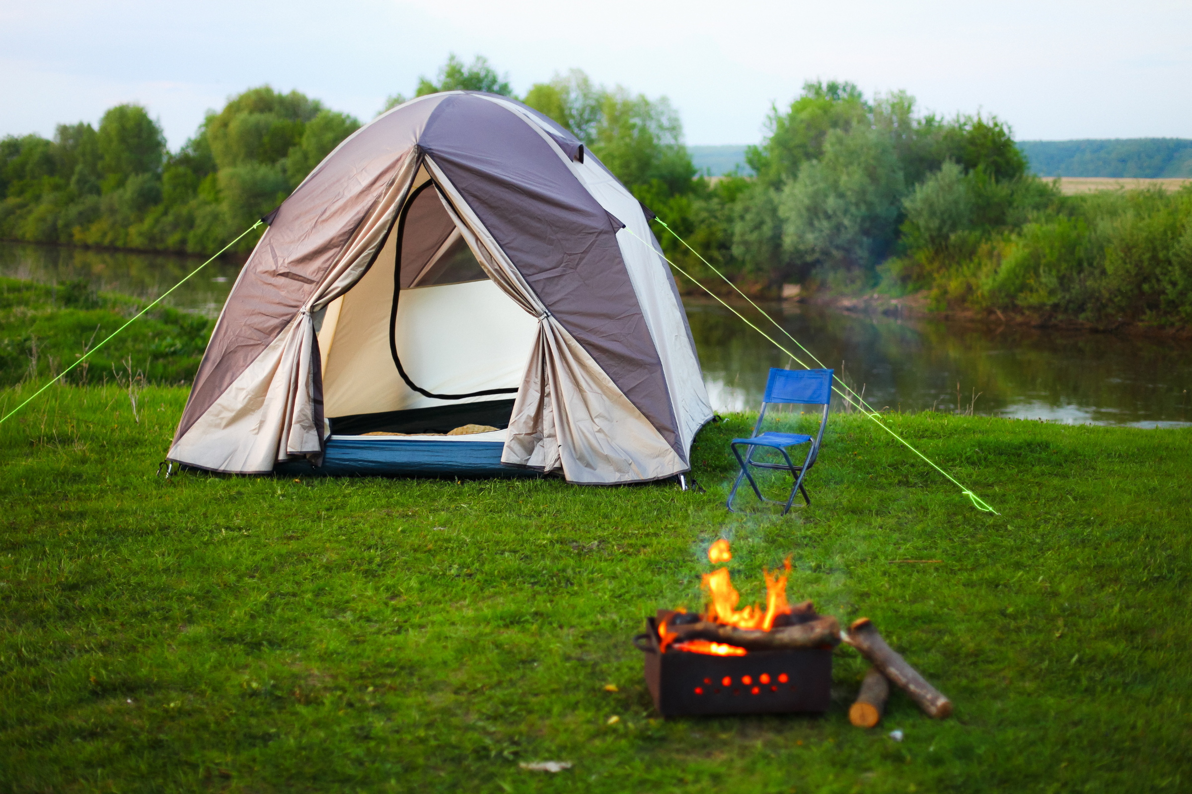 los perros camp (4).webp